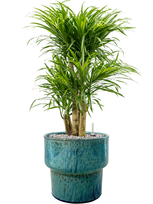 Pleomele (Dracaena) 'Anita Variegata' in Splanky Office Plant With Pot 84cm Height 30cm Dia