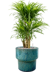 Pleomele (Dracaena) 'Anita Variegata' in Splanky Office Plant With Pot 84cm Height 30cm Dia