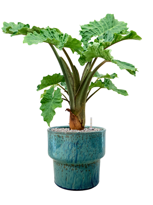 Alocasia 'Low Rider' in Splanky Office Plant With Pot 82cm Height 30cm Dia