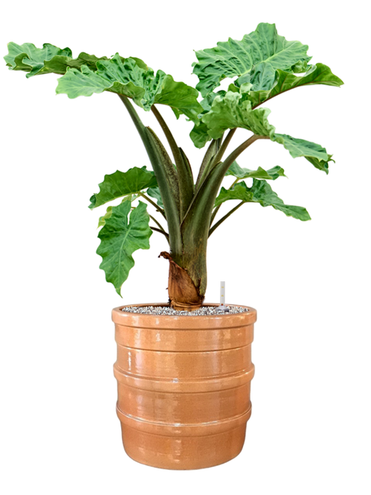 Alocasia 'Low Rider' in Bana Office Plant With Pot 84cm Height 30cm Dia