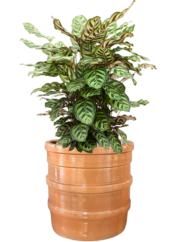 Calathea makoyana in Bana Office Plant With Pot 74cm Height 30cm Dia