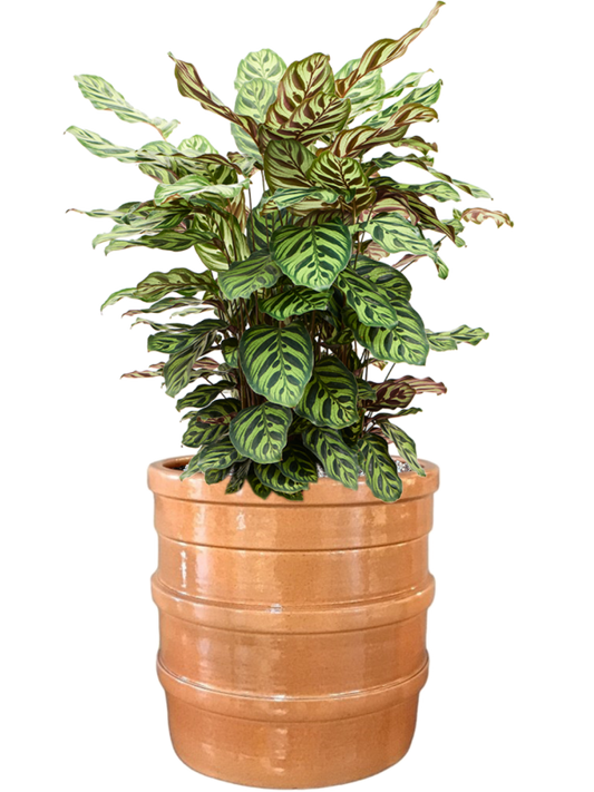 Calathea makoyana in Bana Office Plant With Pot 74cm Height 30cm Dia