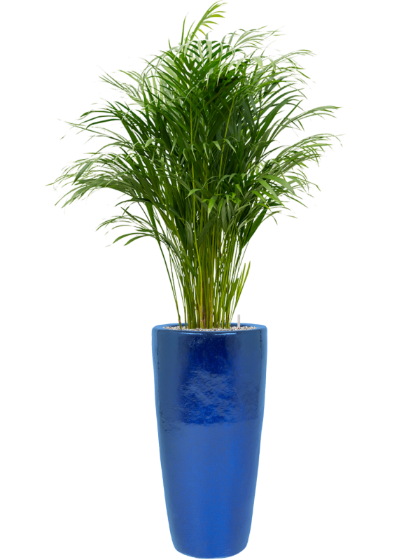 Dypsis (Areca) lutescens in Plain Office Plant With Pot 164cm Height 27cm Dia