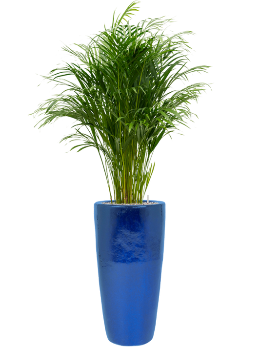 Dypsis (Areca) lutescens in Plain Office Plant With Pot 164cm Height 27cm Dia