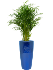 Dypsis (Areca) lutescens in Plain Office Plant With Pot 164cm Height 27cm Dia