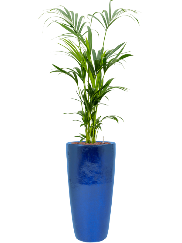 Kentia (Howea) forsteriana in Plain Office Plant With Pot 166cm Height 27cm Dia