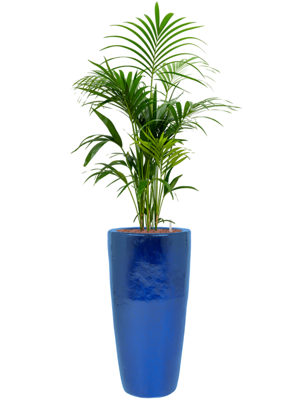 Kentia (Howea) forsteriana in Plain Office Plant With Pot 162cm Height 27cm Dia