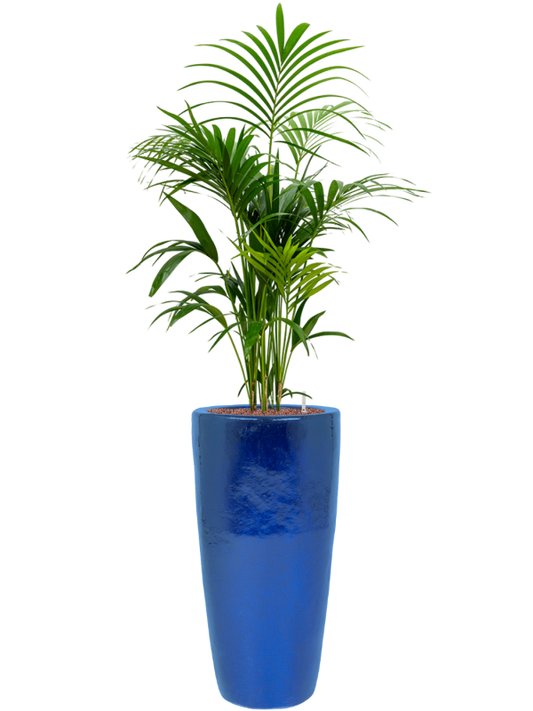 Kentia (Howea) forsteriana in Plain Office Plant With Pot 162cm Height 27cm Dia