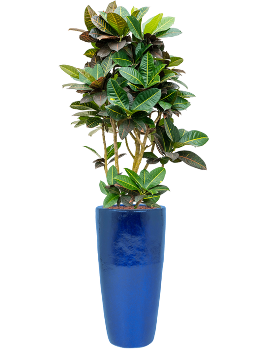 Croton (Codiaeum) variegatum 'Petra' in Plain Office Plant With Pot 168cm Height 27cm Dia