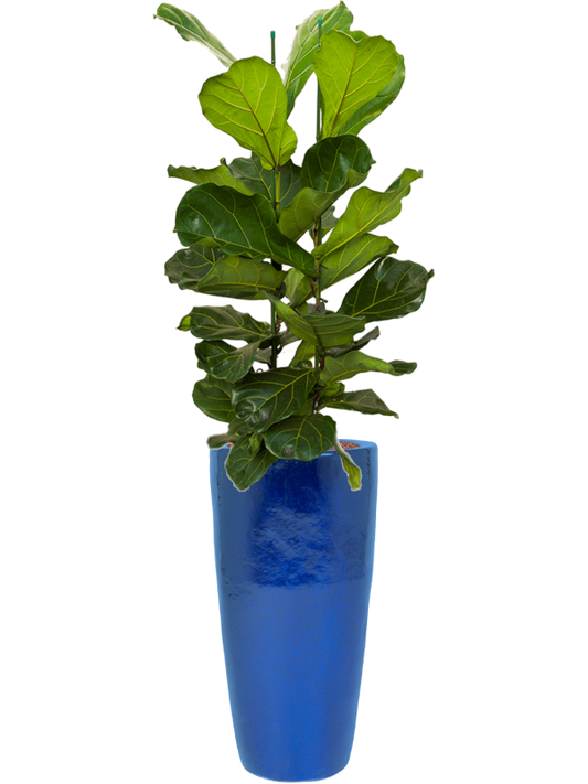 Ficus lyrata in Plain Office Plant With Pot 158cm Height 27cm Dia