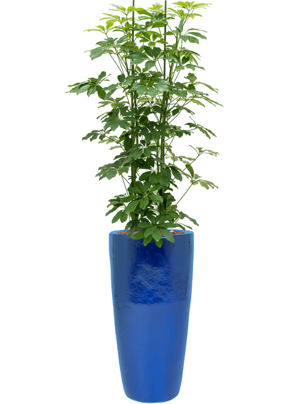 Schefflera arboricola 'Compacta' in Plain Office Plant With Pot 161cm Height 27cm Dia