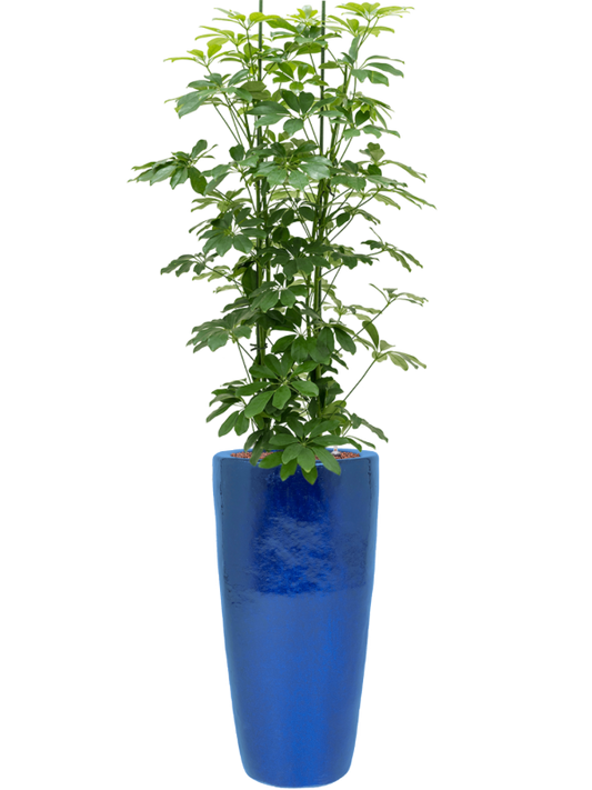 Schefflera arboricola 'Compacta' in Plain Office Plant With Pot 161cm Height 27cm Dia