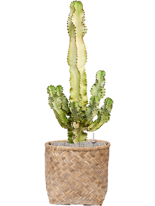 Euphorbia ingens marmorata in Bohemian Office Plant With Pot 130cm Height 46cm Dia