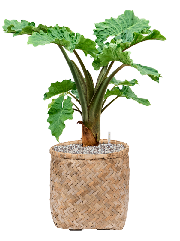 Alocasia 'Low Rider' in Bohemian Office Plant With Pot 86cm Height 37cm Dia