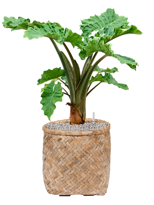 Alocasia 'Low Rider' in Bohemian Office Plant With Pot 86cm Height 37cm Dia