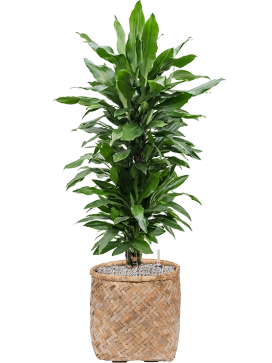 Dracaena fragrans 'Janet Lind' in Bohemian Office Plant With Pot 124cm Height 37cm Dia