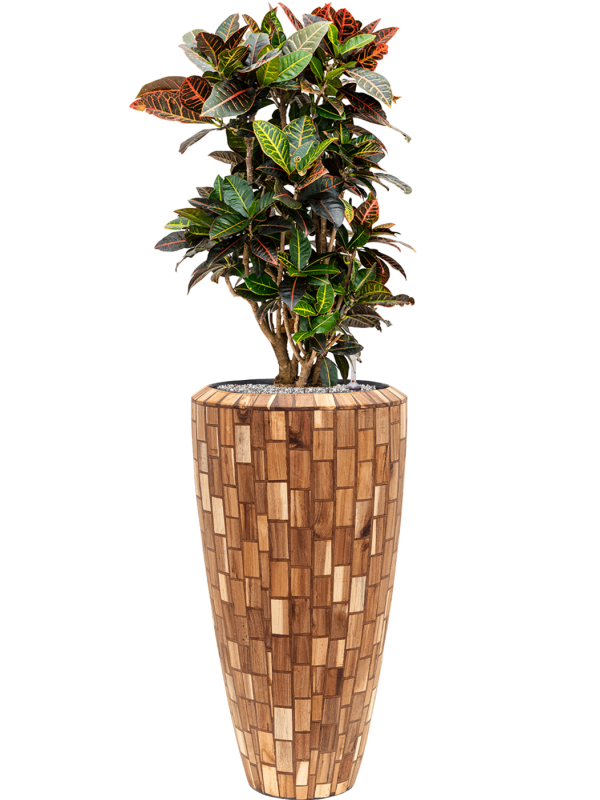 Croton (Codiaeum) variegatum 'Petra' in Baq Facets Jenga Office Plant With Pot 132cm Height 27cm Dia