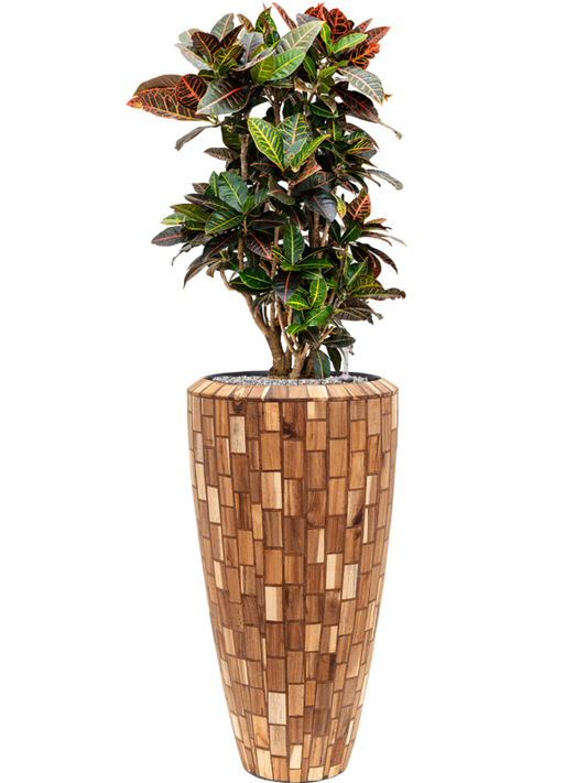 Croton (Codiaeum) variegatum 'Petra' in Baq Facets Jenga Office Plant With Pot 132cm Height 27cm Dia