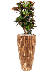 Croton (Codiaeum) variegatum 'Petra' in Baq Facets Jenga Office Plant With Pot 132cm Height 27cm Dia