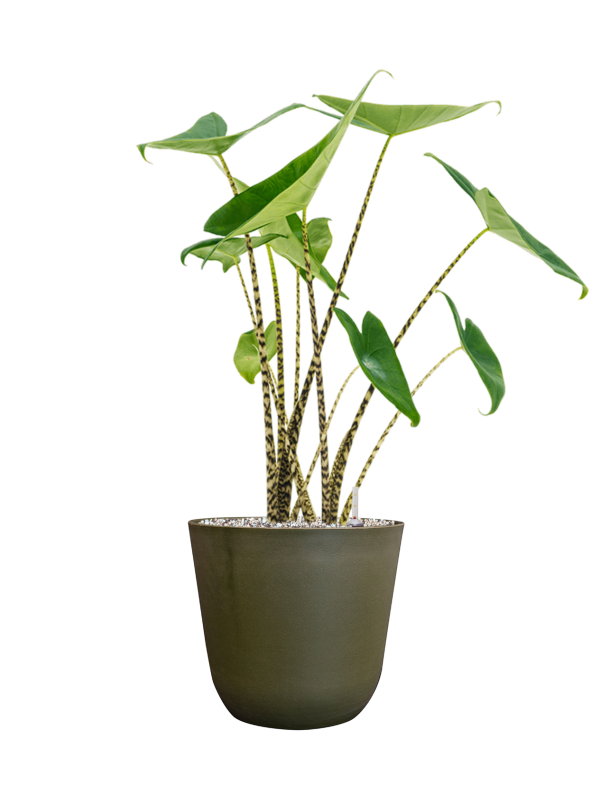 Alocasia zebrina in Palermo Office Plant With Pot 68cm Height 21cm Dia