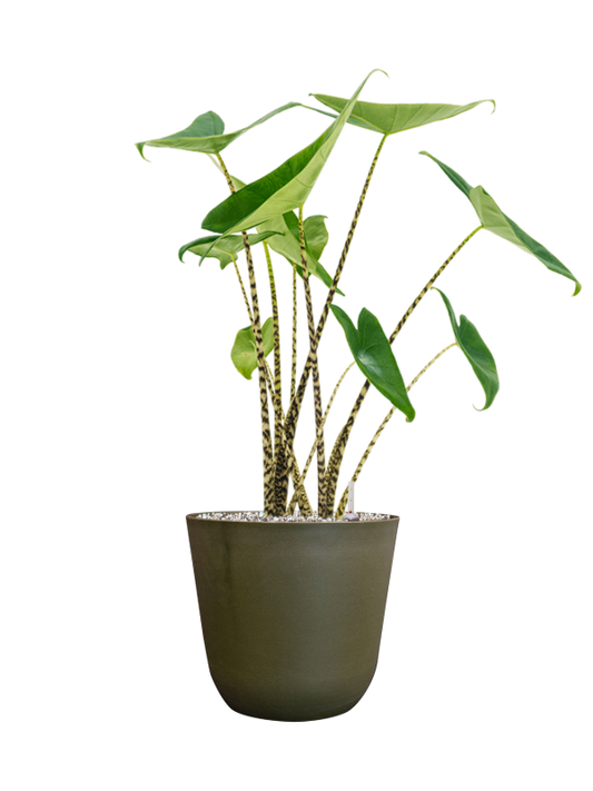 Alocasia zebrina in Palermo Office Plant With Pot 68cm Height 21cm Dia