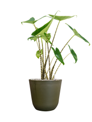 Alocasia zebrina in Palermo Office Plant With Pot 68cm Height 21cm Dia