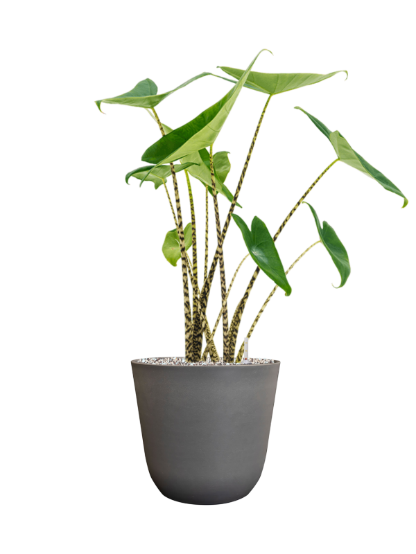 Alocasia zebrina in Palermo Office Plant With Pot 68cm Height 21cm Dia