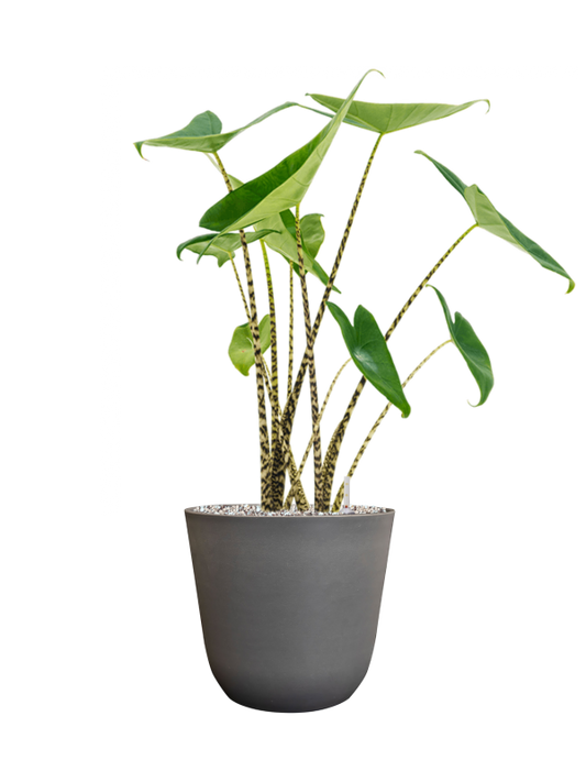 Alocasia zebrina in Palermo Office Plant With Pot 68cm Height 21cm Dia