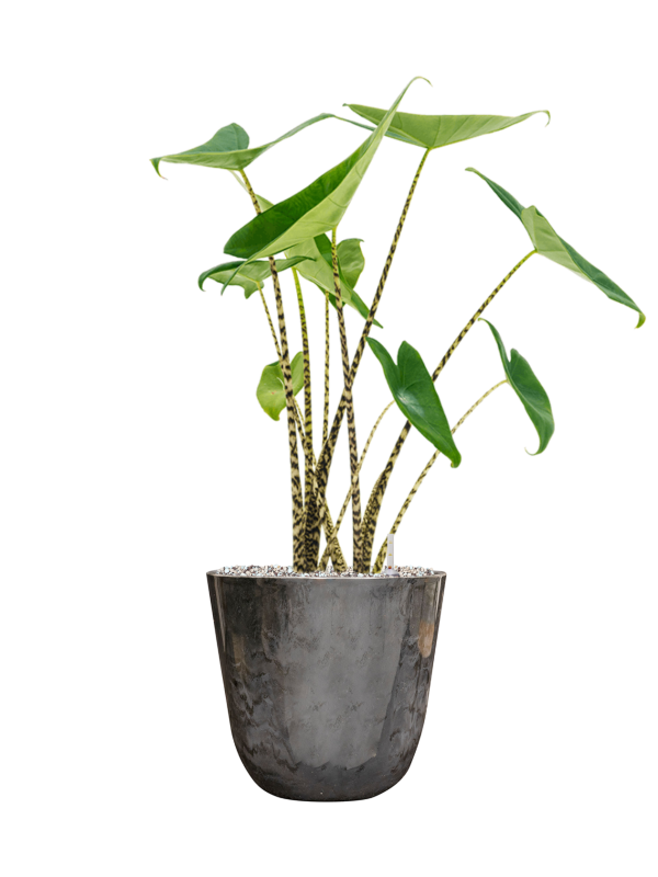 Alocasia zebrina in Palermo Office Plant With Pot 68cm Height 21cm Dia