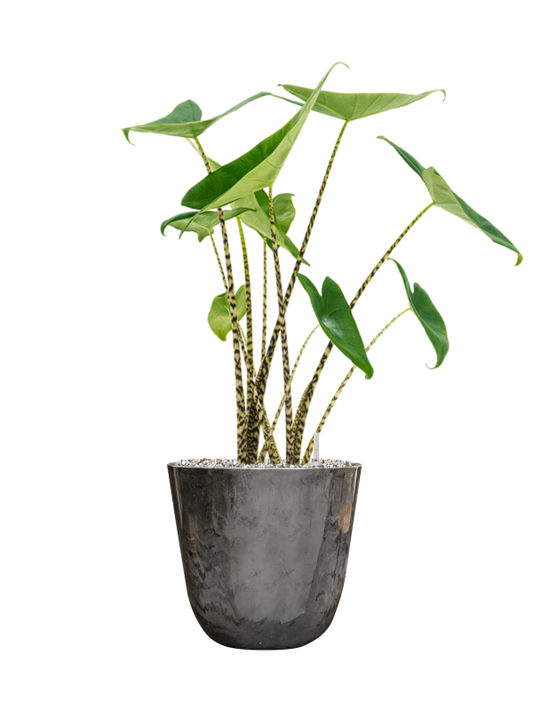 Alocasia zebrina in Palermo Office Plant With Pot 68cm Height 21cm Dia