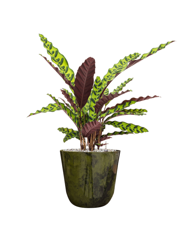 Calathea insignis in Palermo Office Plant With Pot 65cm Height 21cm Dia