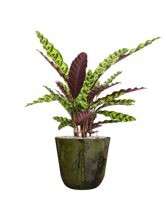 Calathea insignis in Palermo Office Plant With Pot 65cm Height 21cm Dia