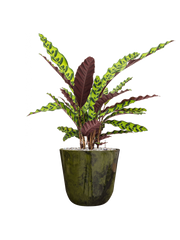 Calathea insignis in Palermo Office Plant With Pot 65cm Height 21cm Dia