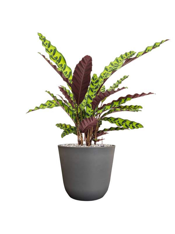 Calathea insignis in Palermo Office Plant With Pot 64cm Height 21cm Dia