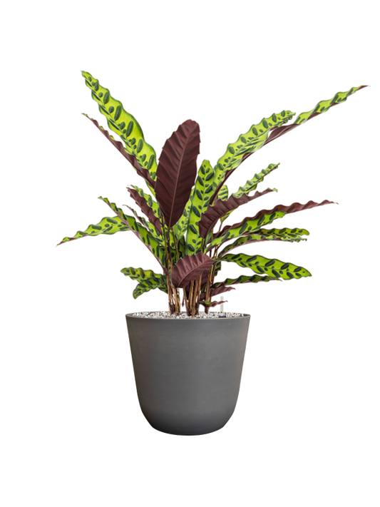 Calathea insignis in Palermo Office Plant With Pot 64cm Height 21cm Dia