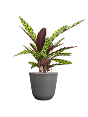 Calathea insignis in Palermo Office Plant With Pot 64cm Height 21cm Dia