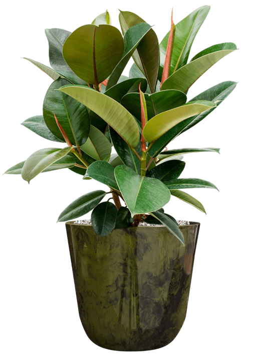 Ficus elastica 'Robusta' in Palermo Office Plant With Pot 57cm Height 21cm Dia