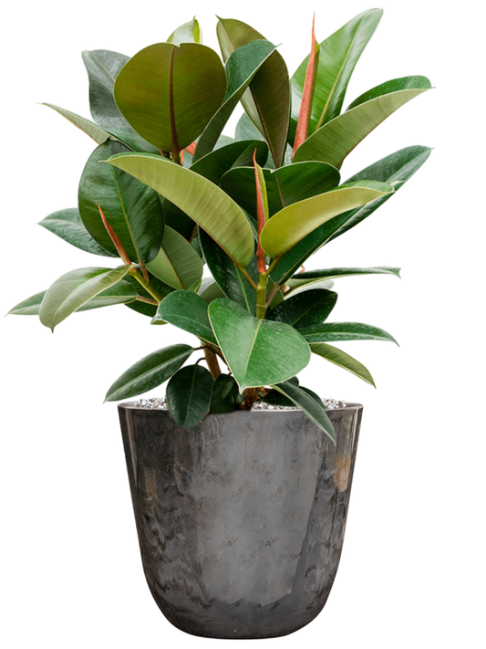 Ficus elastica 'Robusta' in Palermo Office Plant With Pot 58cm Height 21cm Dia