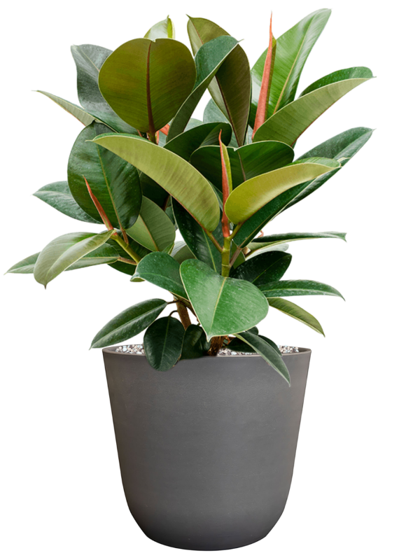 Ficus elastica 'Robusta' in Palermo Office Plant With Pot 57cm Height 21cm Dia