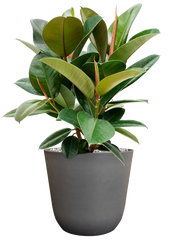 Ficus elastica 'Robusta' in Palermo Office Plant With Pot 57cm Height 21cm Dia