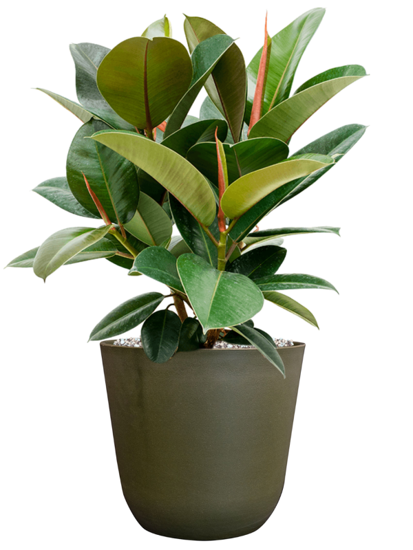 Ficus elastica 'Robusta' in Palermo Office Plant With Pot 57cm Height 21cm Dia