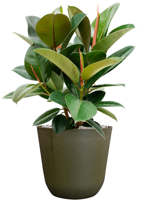 Ficus elastica 'Robusta' in Palermo Office Plant With Pot 57cm Height 21cm Dia