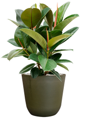 Ficus elastica 'Robusta' in Palermo Office Plant With Pot 57cm Height 21cm Dia