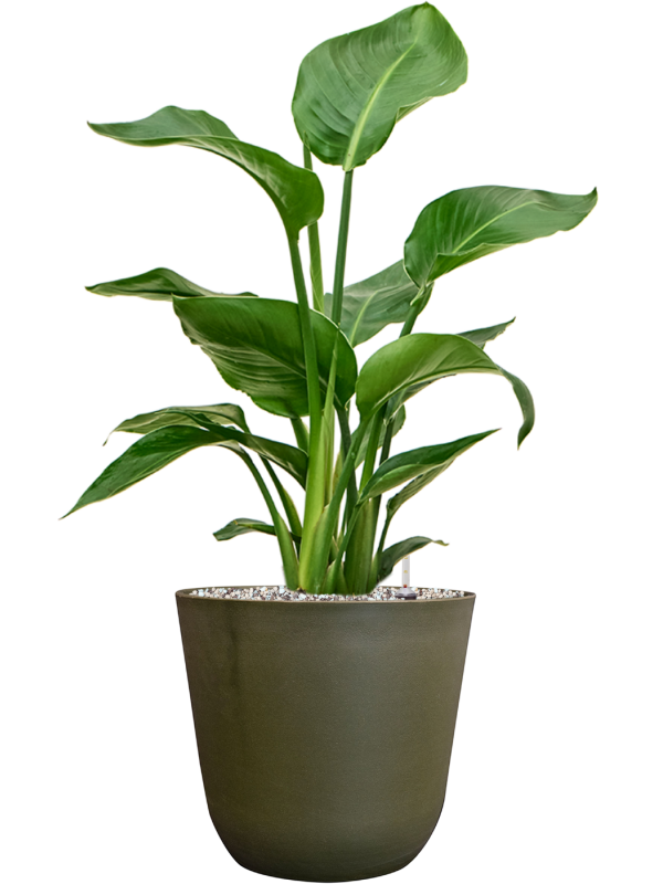 Strelitzia nicolai in Palermo Office Plant With Pot 65cm Height 21cm Dia