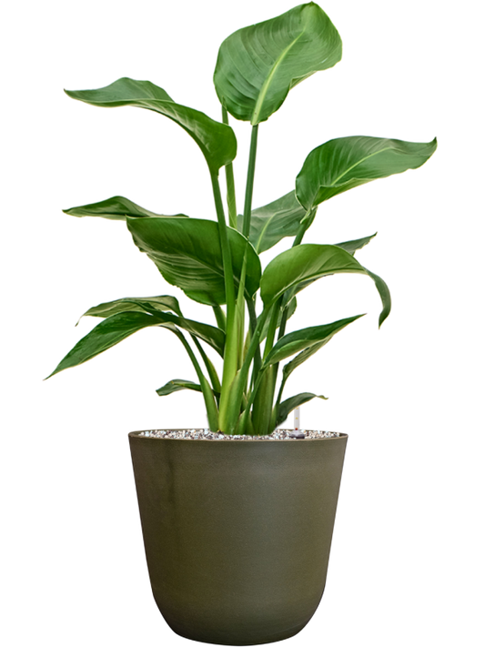 Strelitzia nicolai in Palermo Office Plant With Pot 65cm Height 21cm Dia