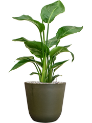 Strelitzia nicolai in Palermo Office Plant With Pot 65cm Height 21cm Dia