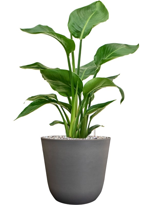 Strelitzia nicolai in Palermo Office Plant With Pot 65cm Height 21cm Dia