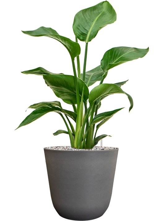 Strelitzia nicolai in Palermo Office Plant With Pot 65cm Height 21cm Dia