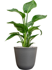 Strelitzia nicolai in Palermo Office Plant With Pot 65cm Height 21cm Dia