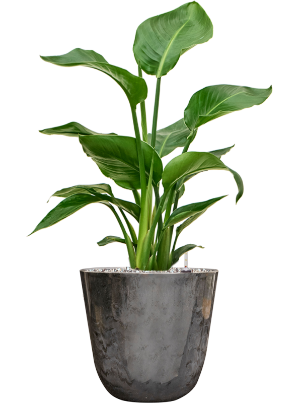 Strelitzia nicolai in Palermo Office Plant With Pot 65cm Height 21cm Dia